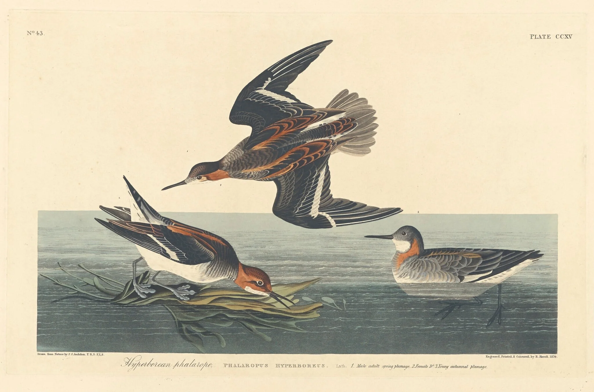 Hyperborean Phalarope, by Robert Havell Jr., ink, 1834