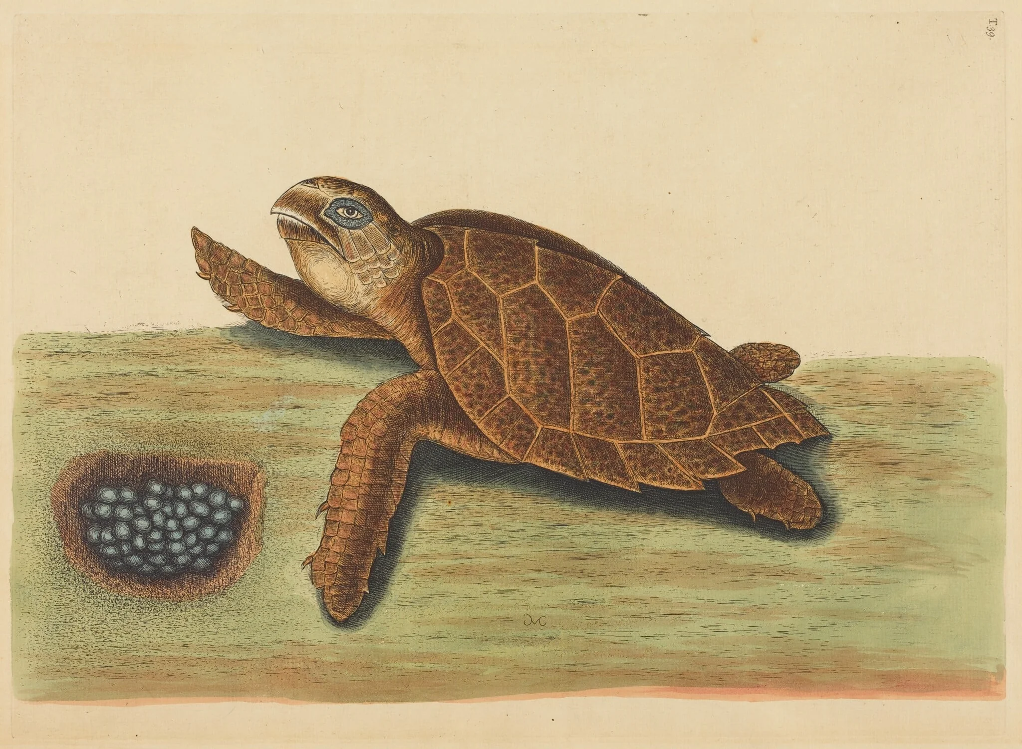 The Hawks-bill Turtle (Testudo caretta), by Mark Catesby, ink, 1737