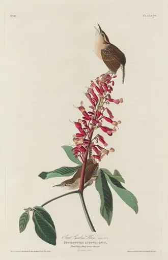 Great Carolina Wren