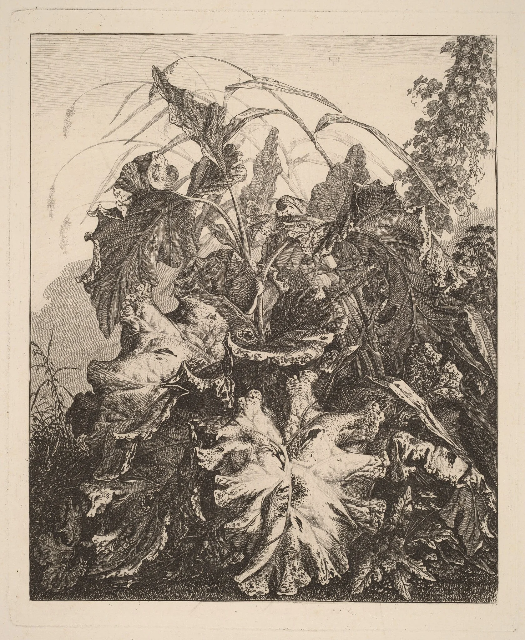 Foliage with Reeds, by Carl Wilhelm Kolbe, ink, 1810