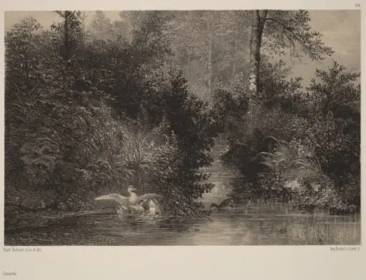 Canards