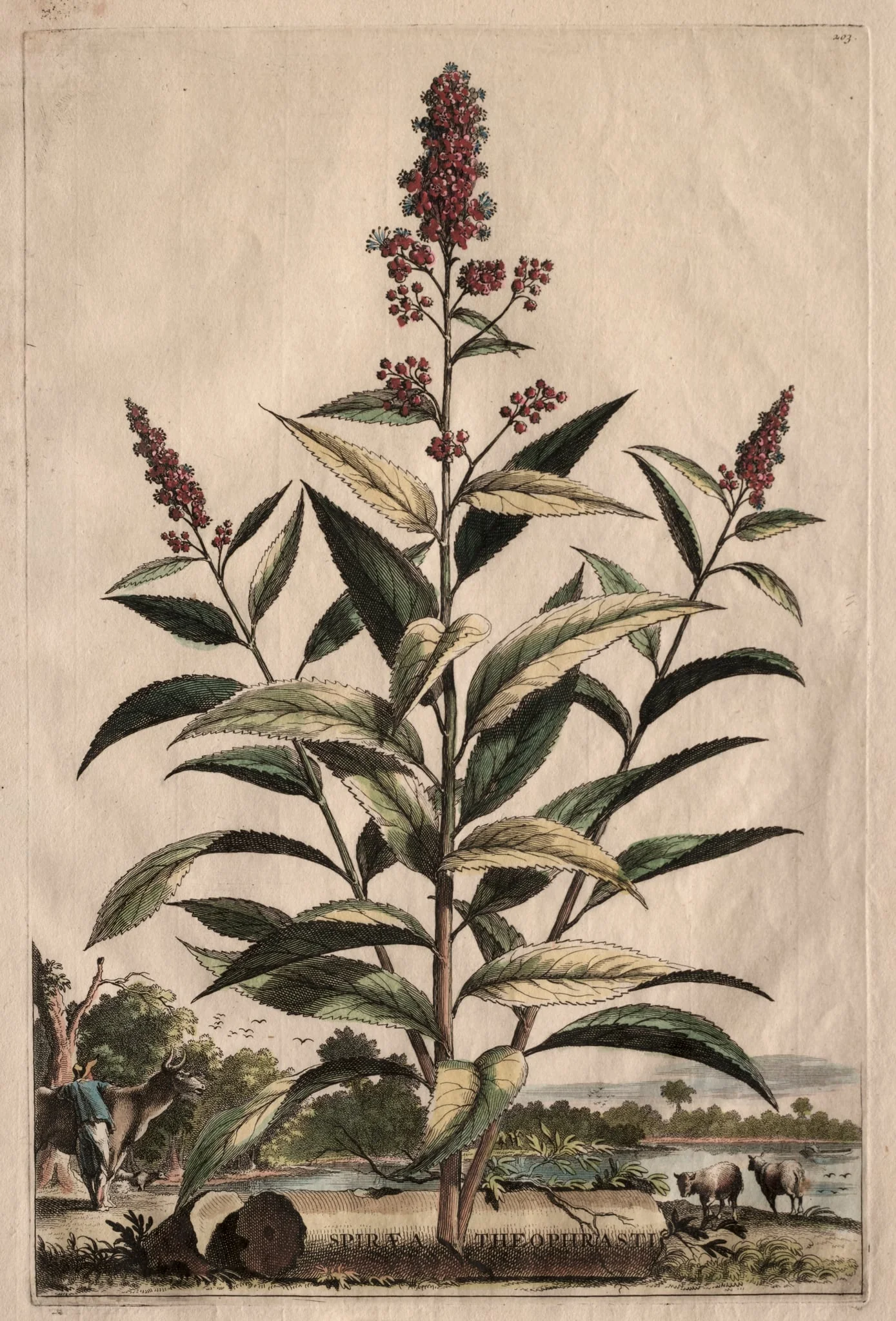 Phytographia Curiosa:  Spiraea Theophrasti