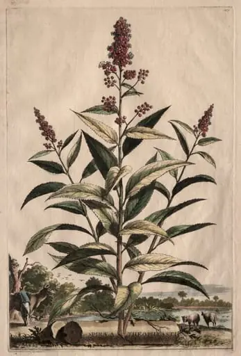 Phytographia Curiosa:  Spiraea Theophrasti