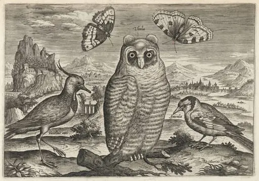 Lapwing, Long Eared Owl, and Goldfinch