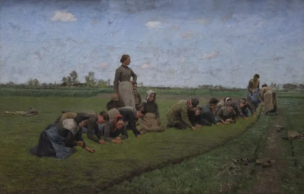 Flaxweeding in Flanders