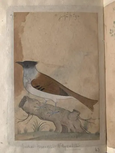 Depictions of Indian house crow and a Indian paradise flycatcher of Northern India