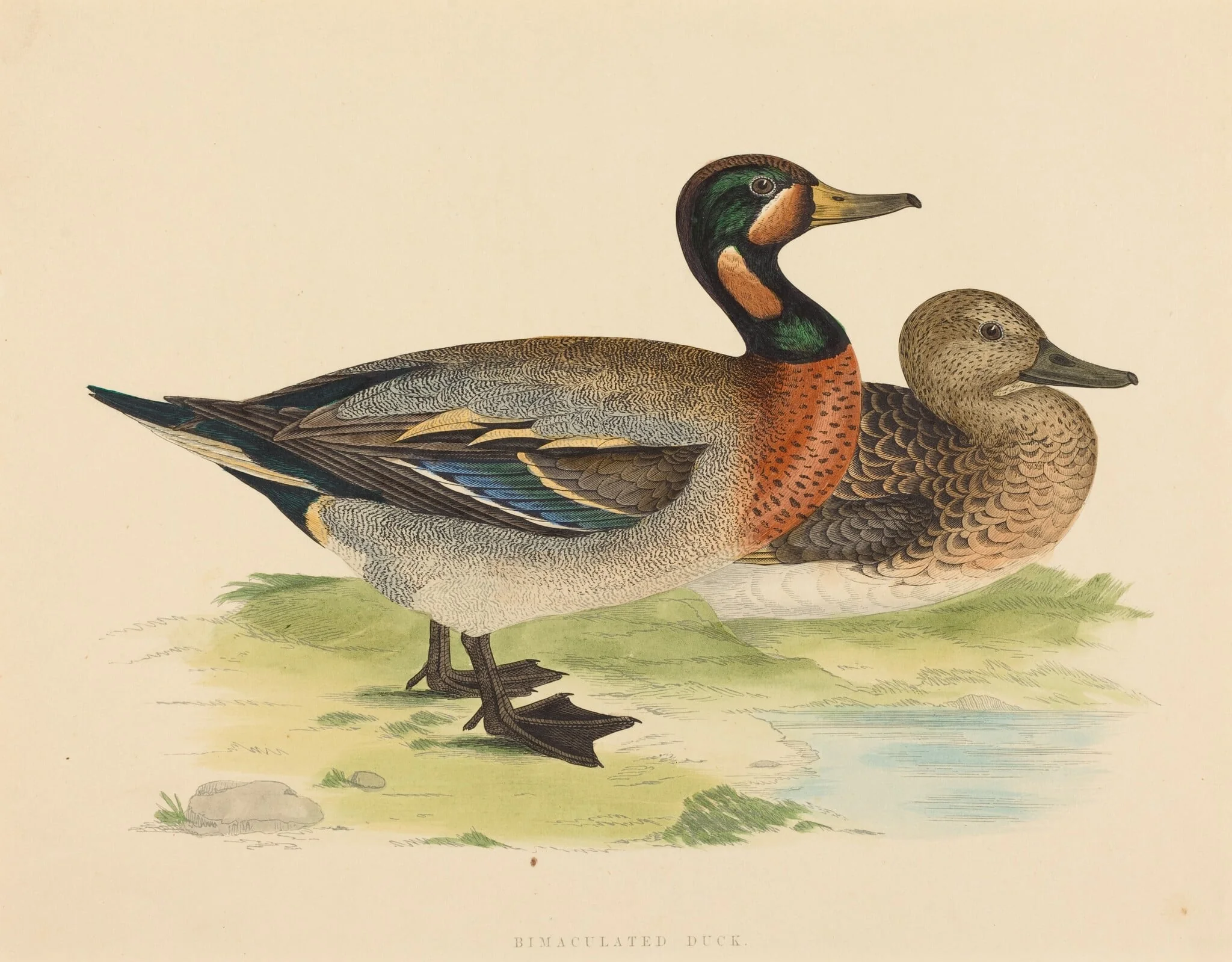 Bimaculated Duck, by British 19th Century, ink, 1855