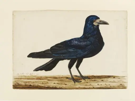 A Rook