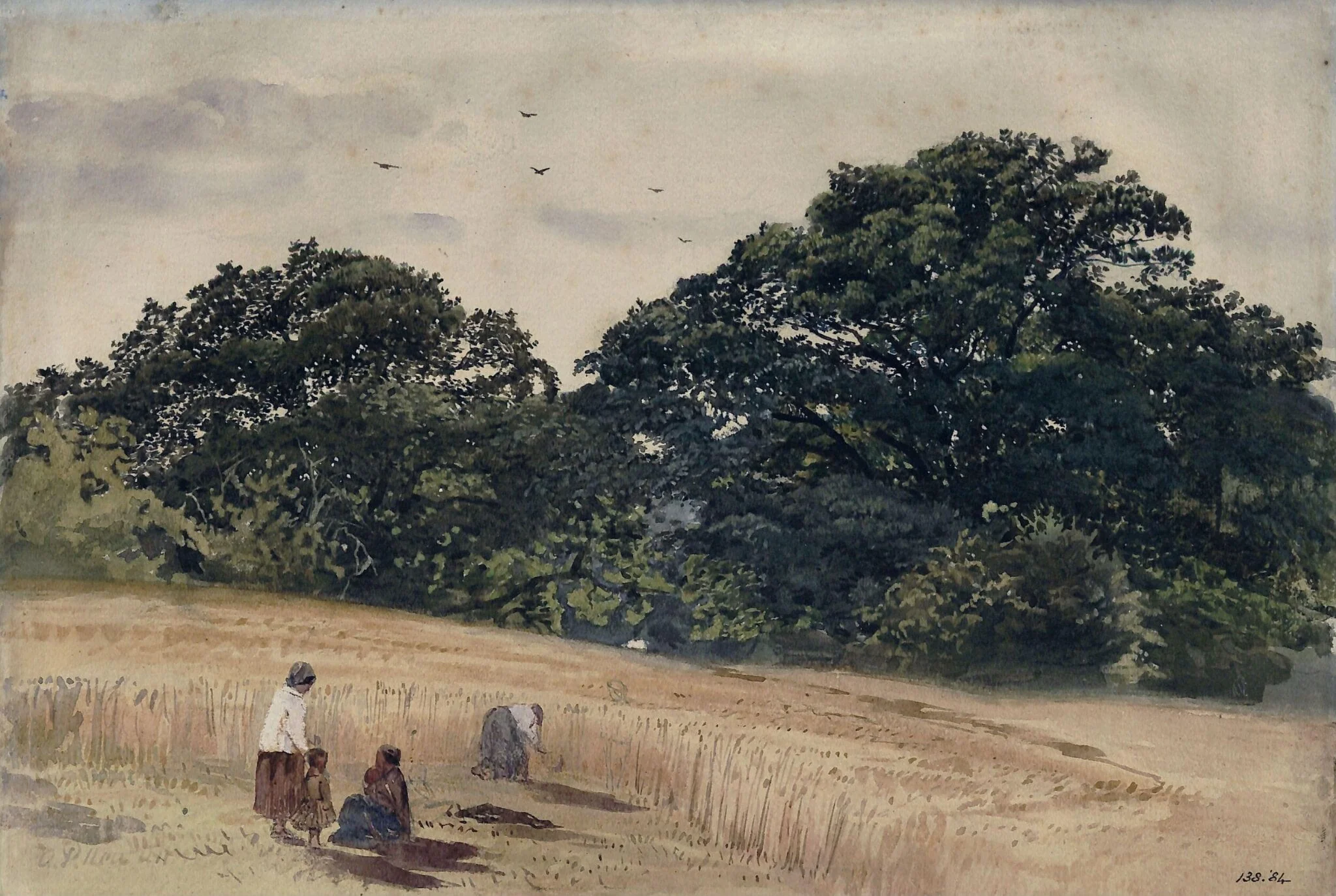 Cornfield at Roehampton