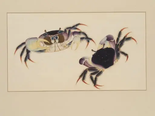 One of four natural-history drawings.