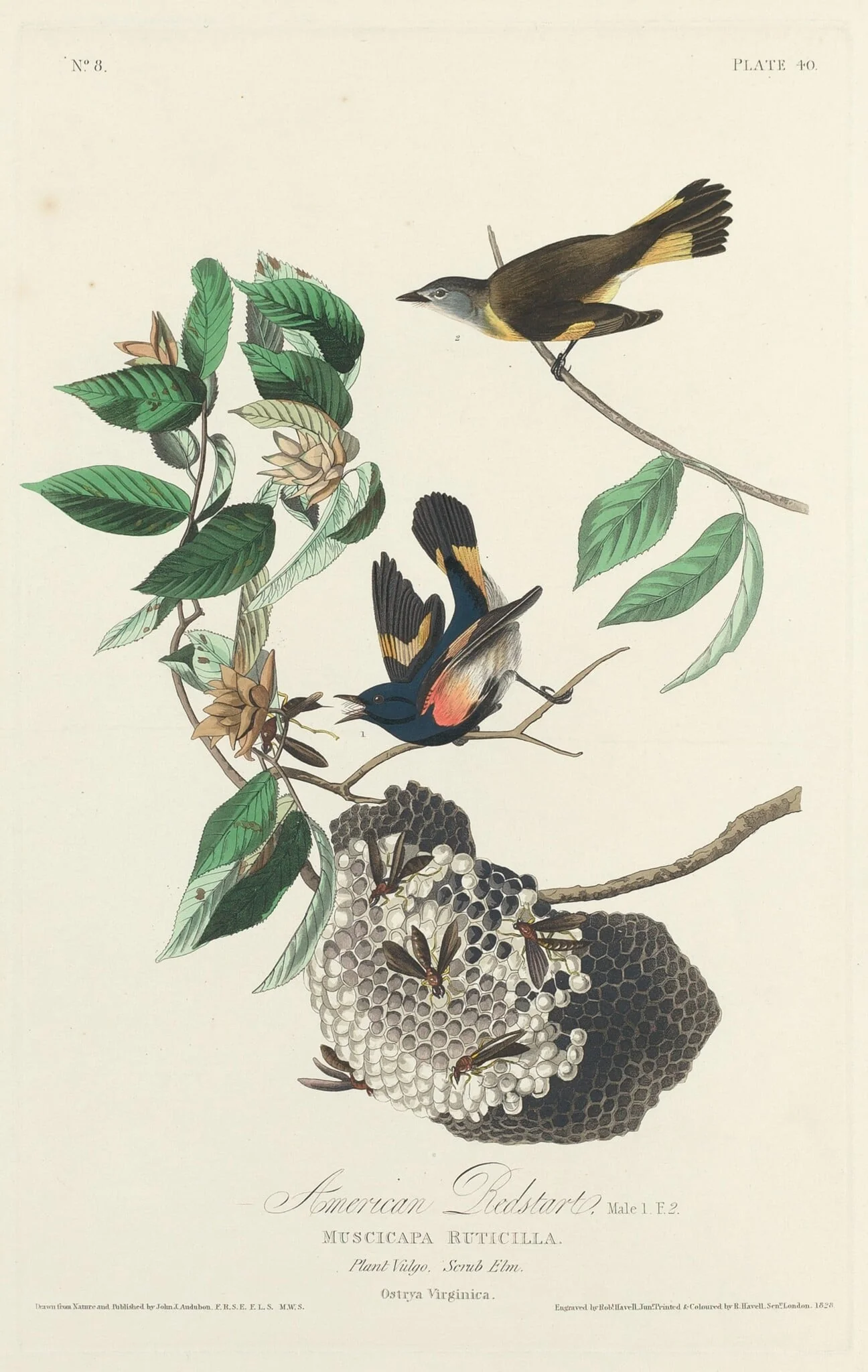 American Redstart, by Robert Havell Jr., ink, 1828