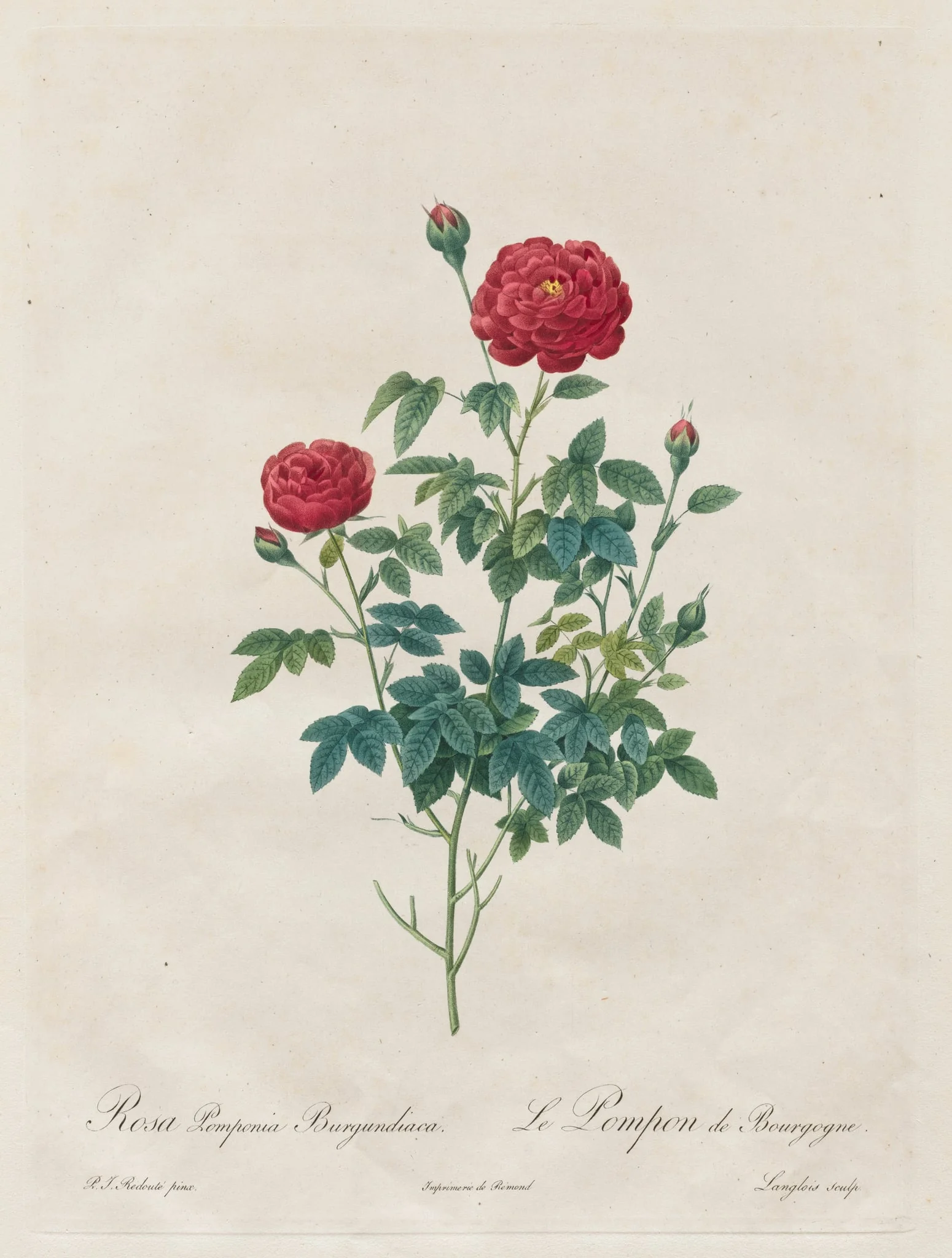 Pompon Rose, by Henry Joseph Redouté, 1820