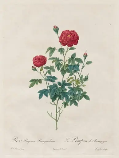 Pompon Rose