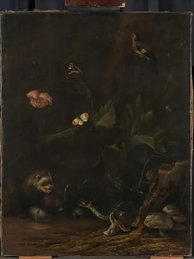 Animals and Plants