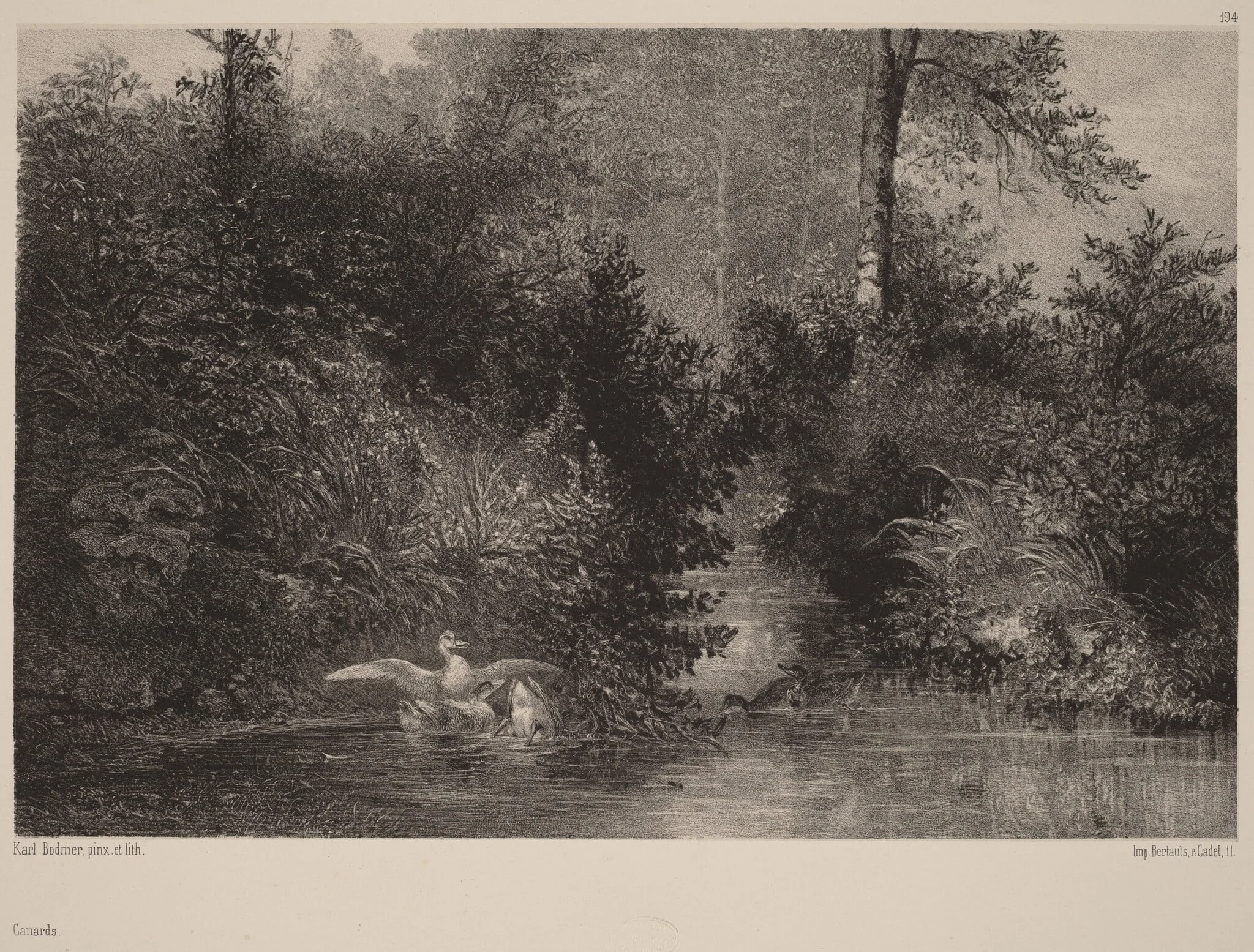 Canards