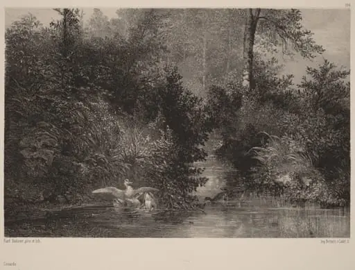 Canards