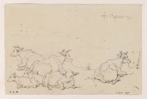 Studies of cows