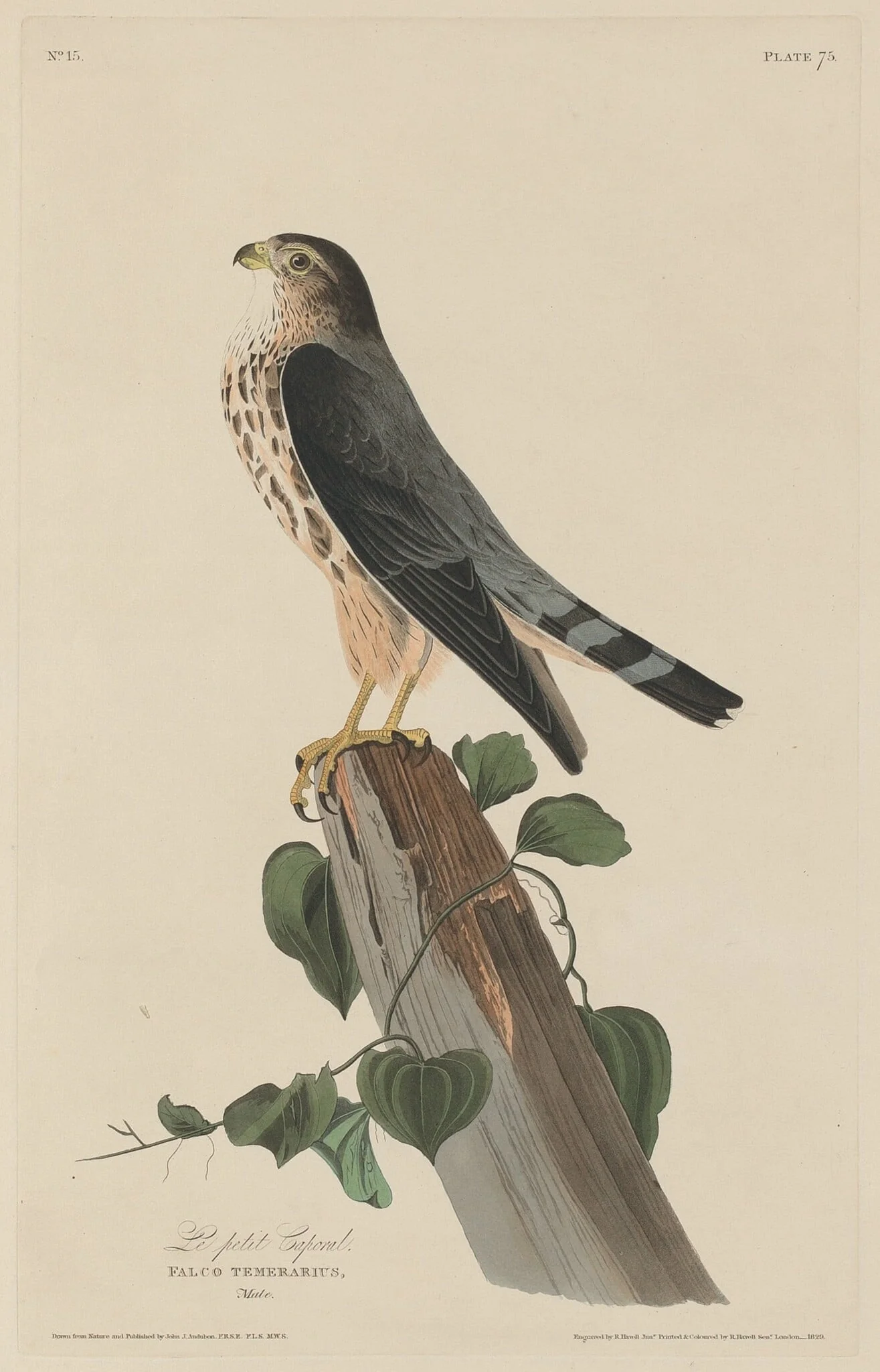 Le Petit Caporal, by Robert Havell Jr., ink, 1829
