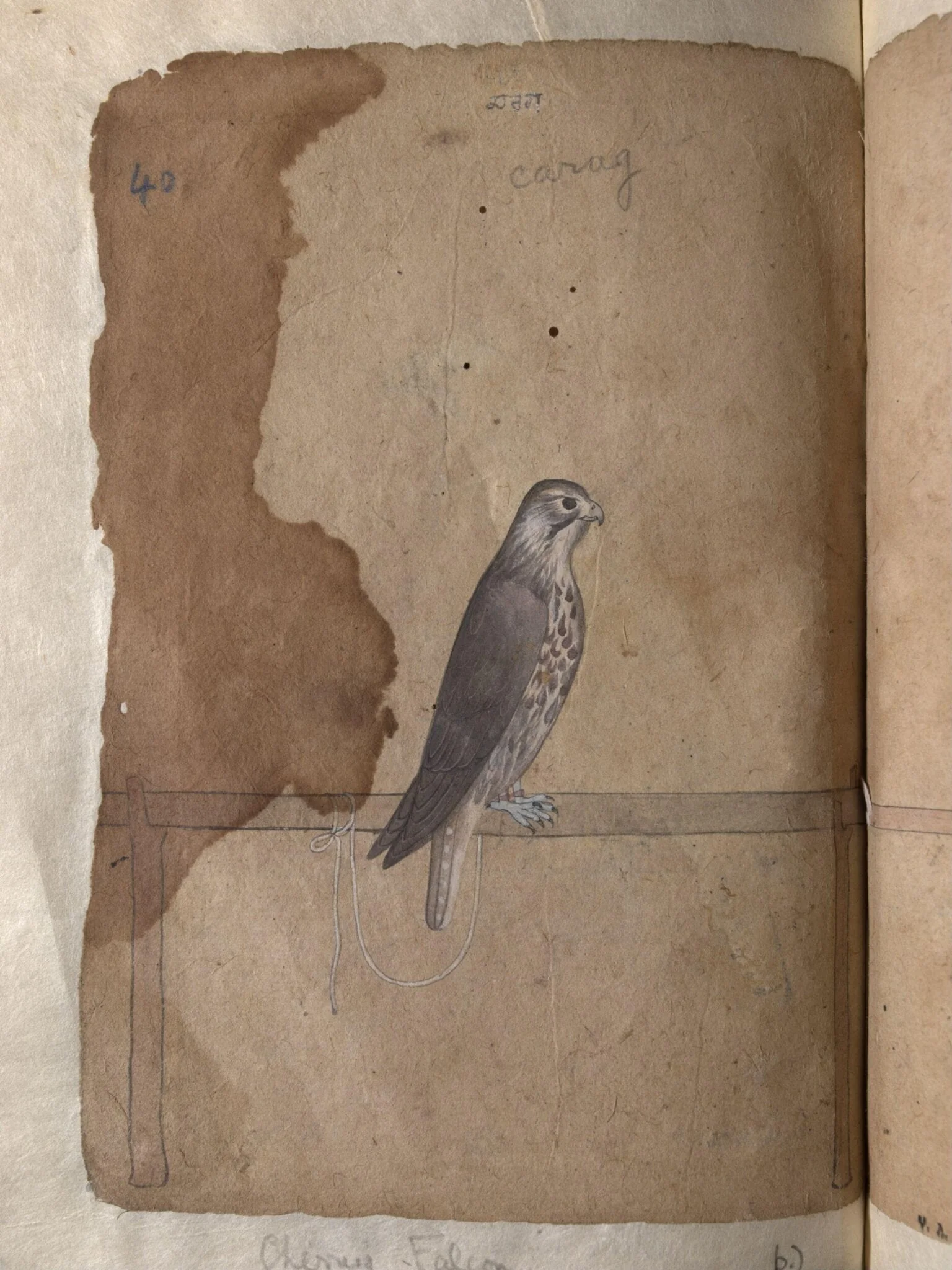 Depictions of a Eastern peregrine falcon and Cherrug falcon of Northern India, by Unknown, paint, 1820