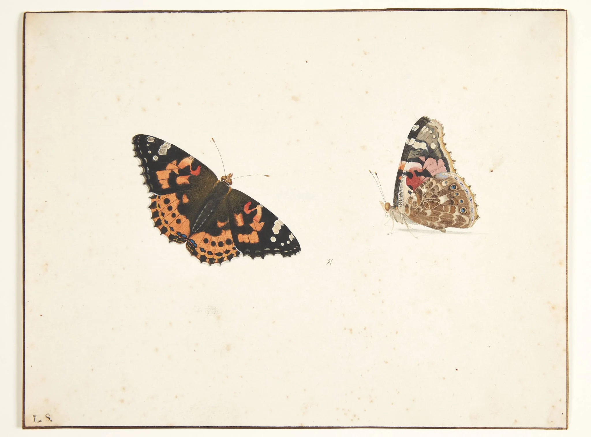 To studier af en tidselfugl (vanessa cardui l.), by Unknown, unspecified, 1650