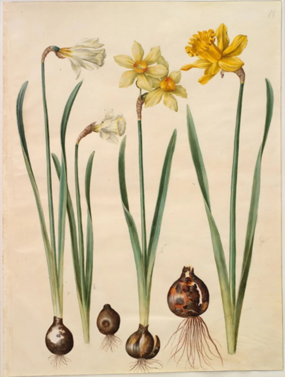 Narcissus pseudonarcissus moschatus (moskus-narcis); Narcissus ×medioluteus (toblomstret narcis); Narcissus pseudonarcissus major (stor påskelilje)