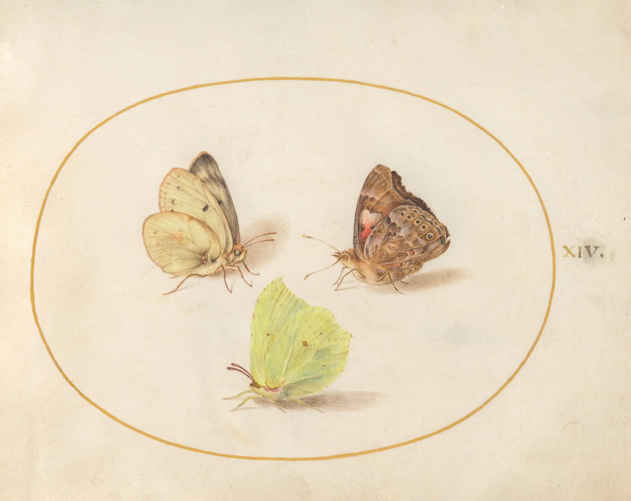 Plate 14: Common Brimstone, Painted Lady, and Clouded Yellow Butterflies, by Joris Hoefnagel, gouache, 1594