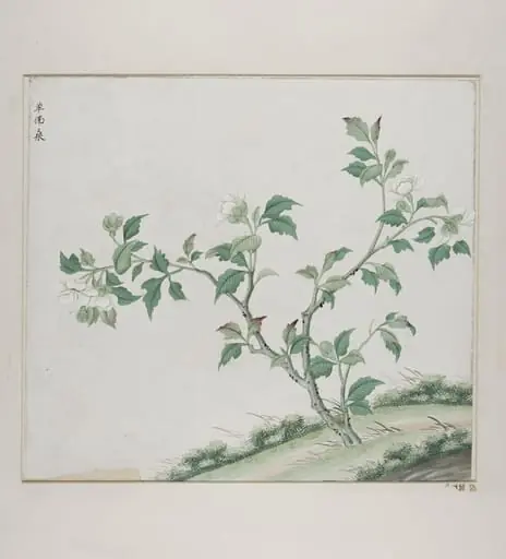 Dan fo sang