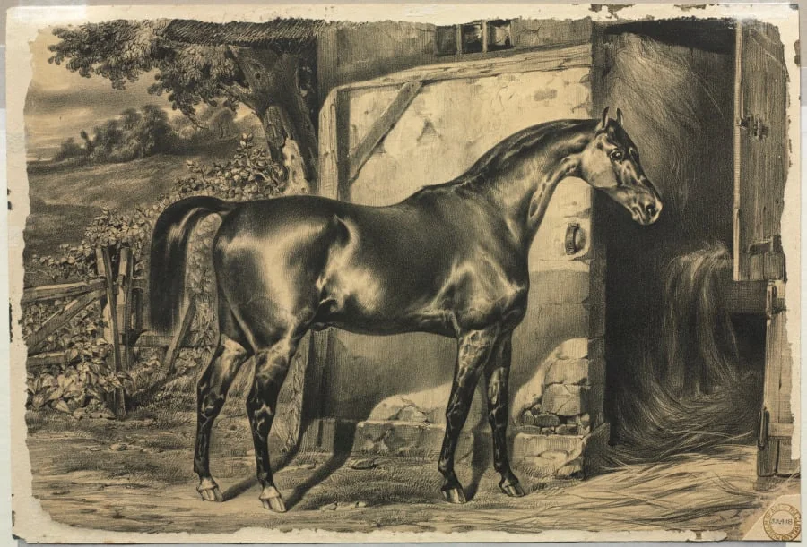 Horse in Front of a Barn (verso)