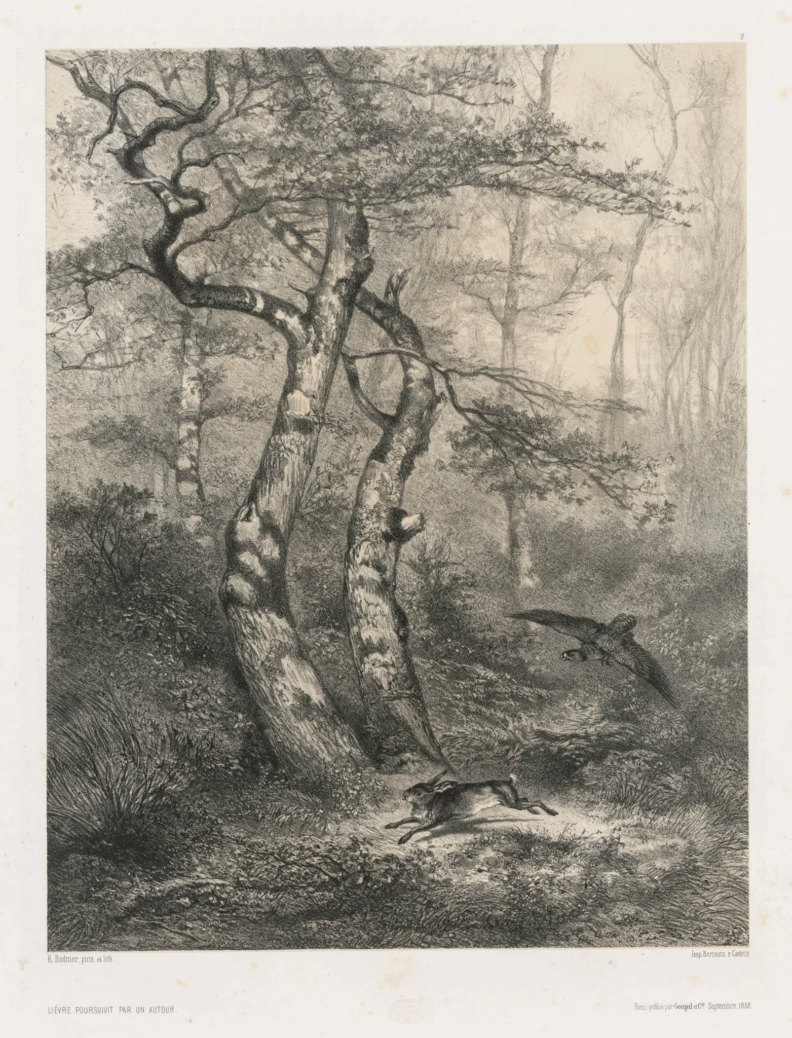 Hare Pursued by a Goshawk, by Karl Bodmer, 1858