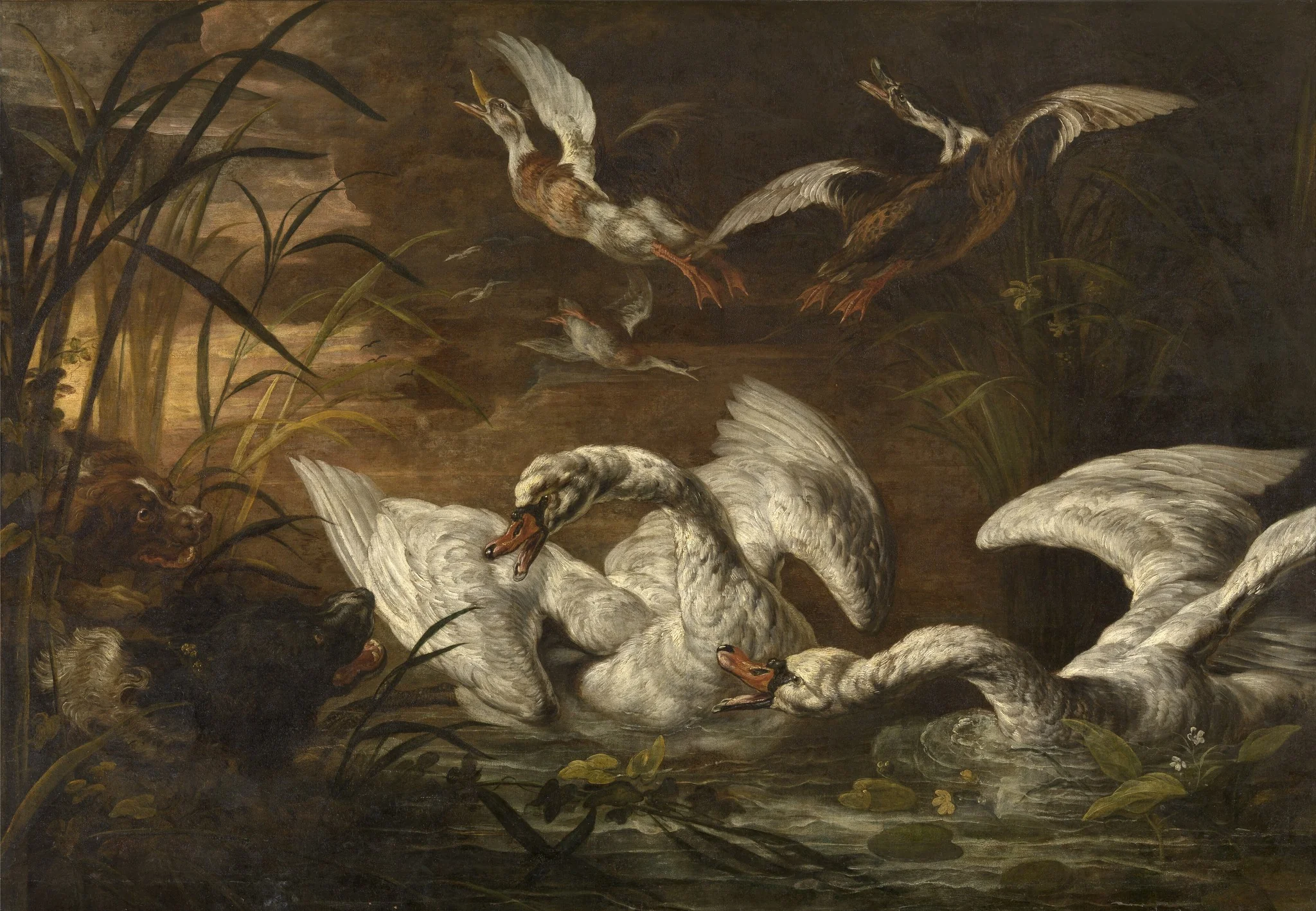 Swans and Dogs
