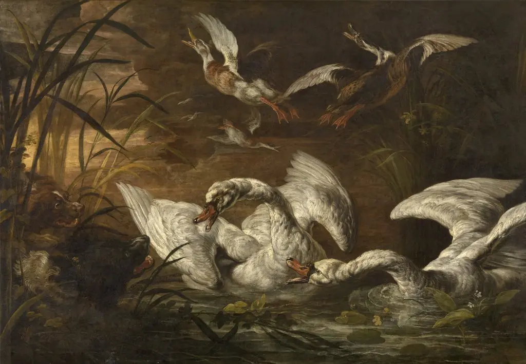 Swans and Dogs