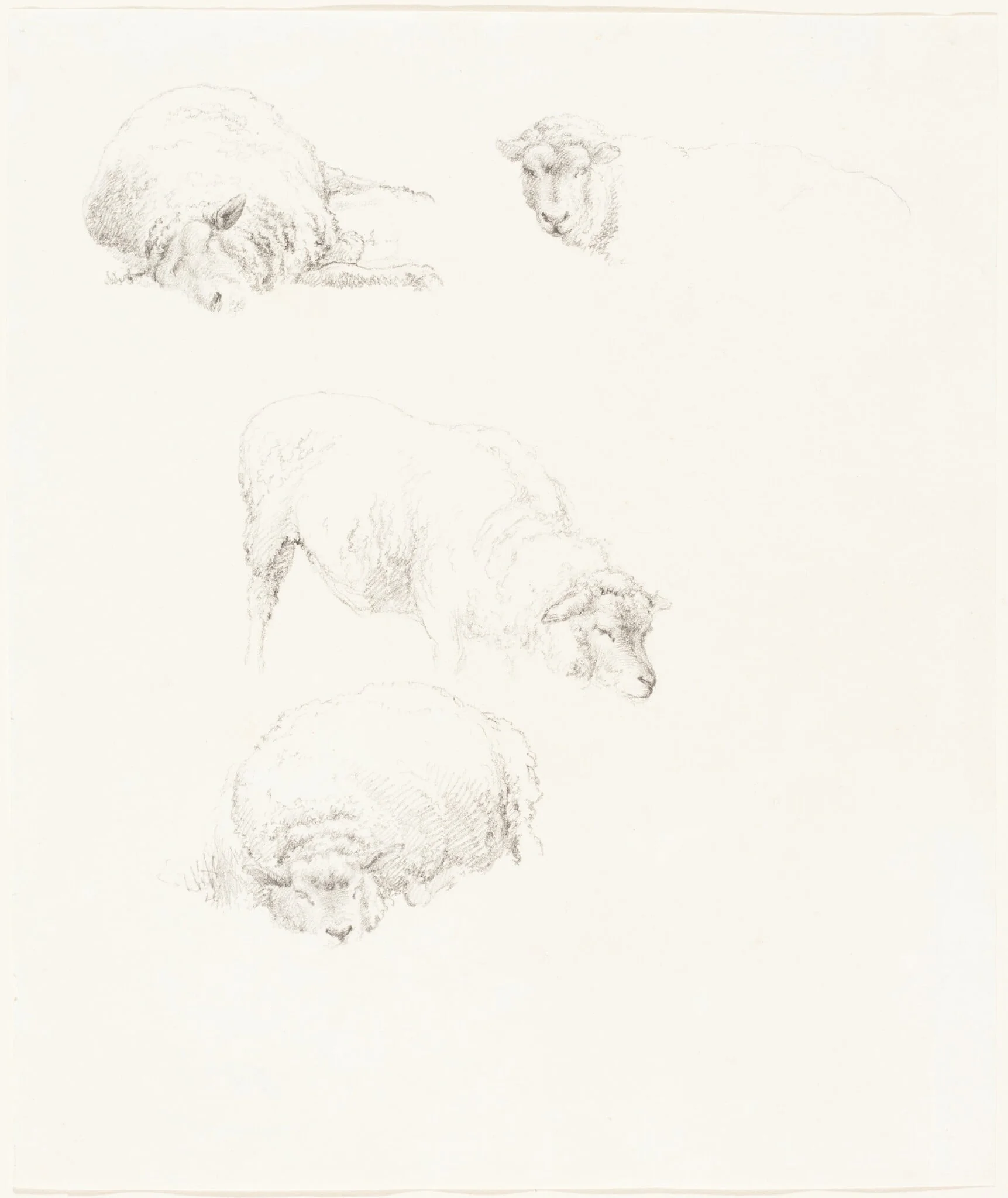 Studies of Sheep, by Robert Hills, graphite, 1806