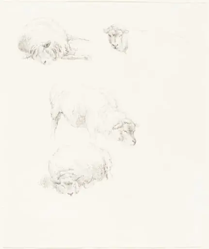 Studies of Sheep