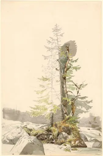 A Clump of Trees by a Rocky Stream in the Ramsau