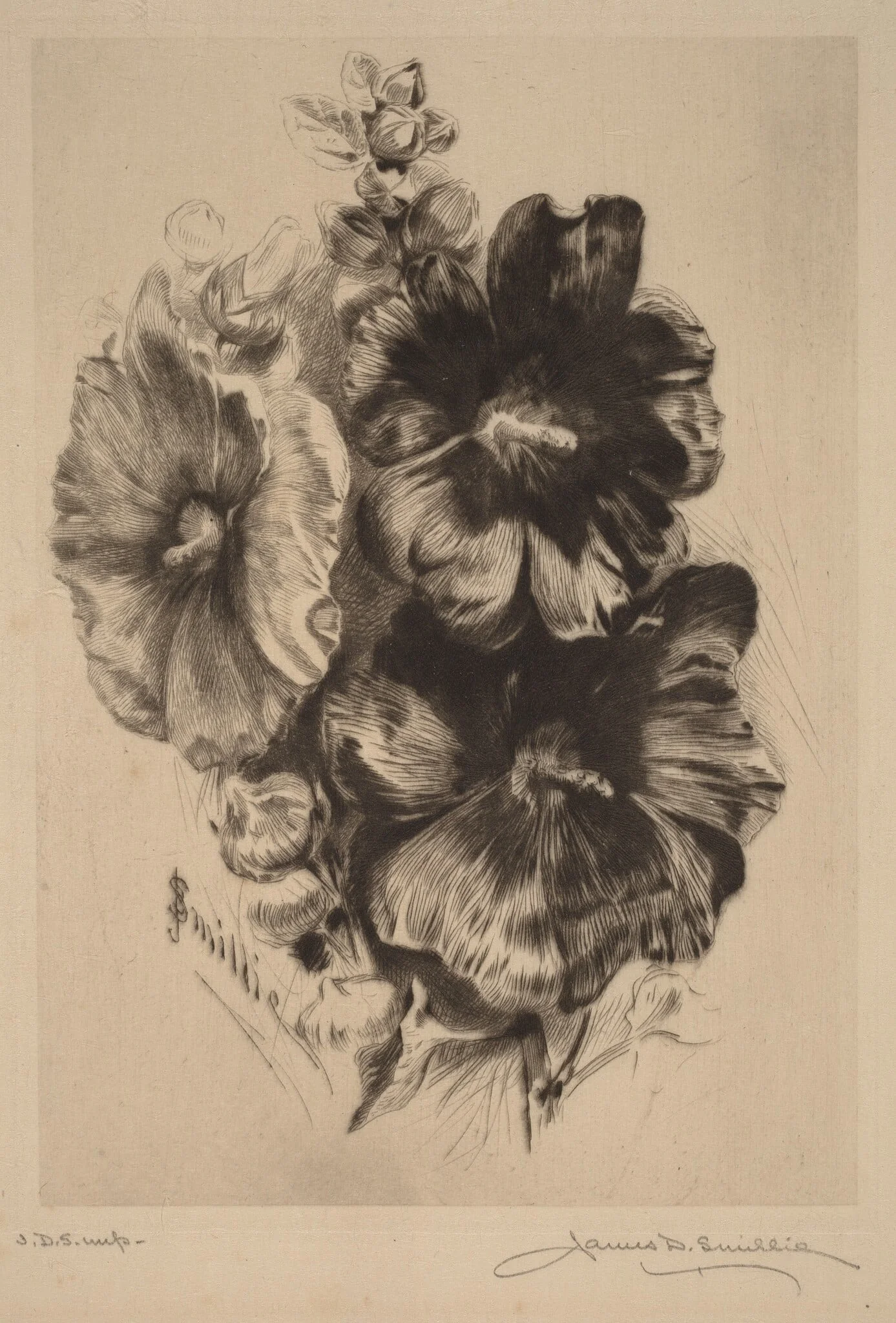 Dark Single Hollyhocks, by James David Smillie, ink, 1890
