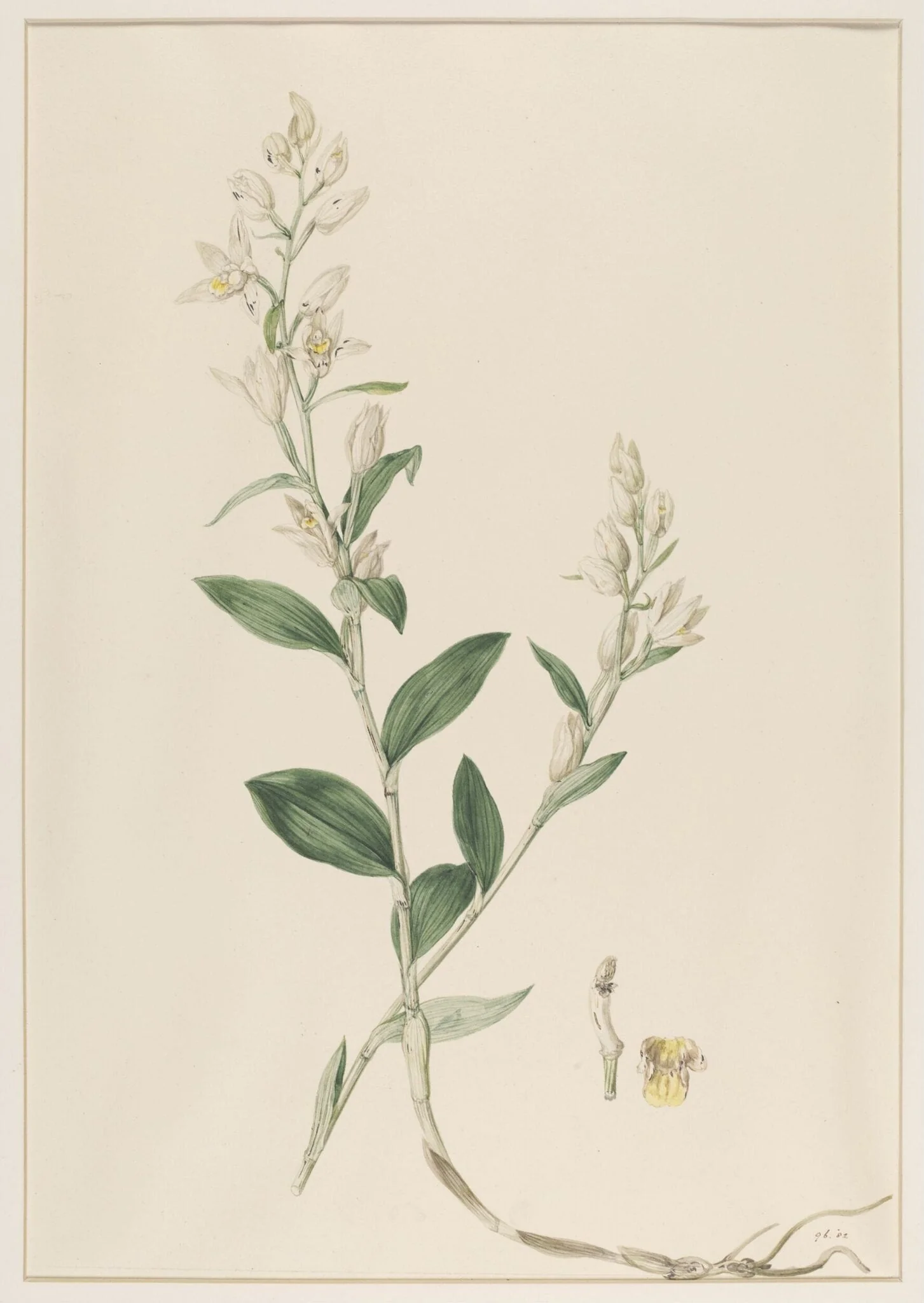 Epipactis Ensifolia