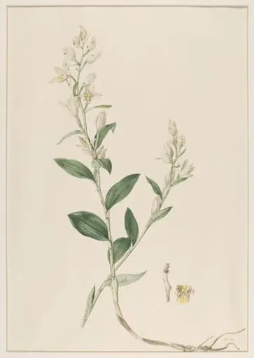 Epipactis Ensifolia