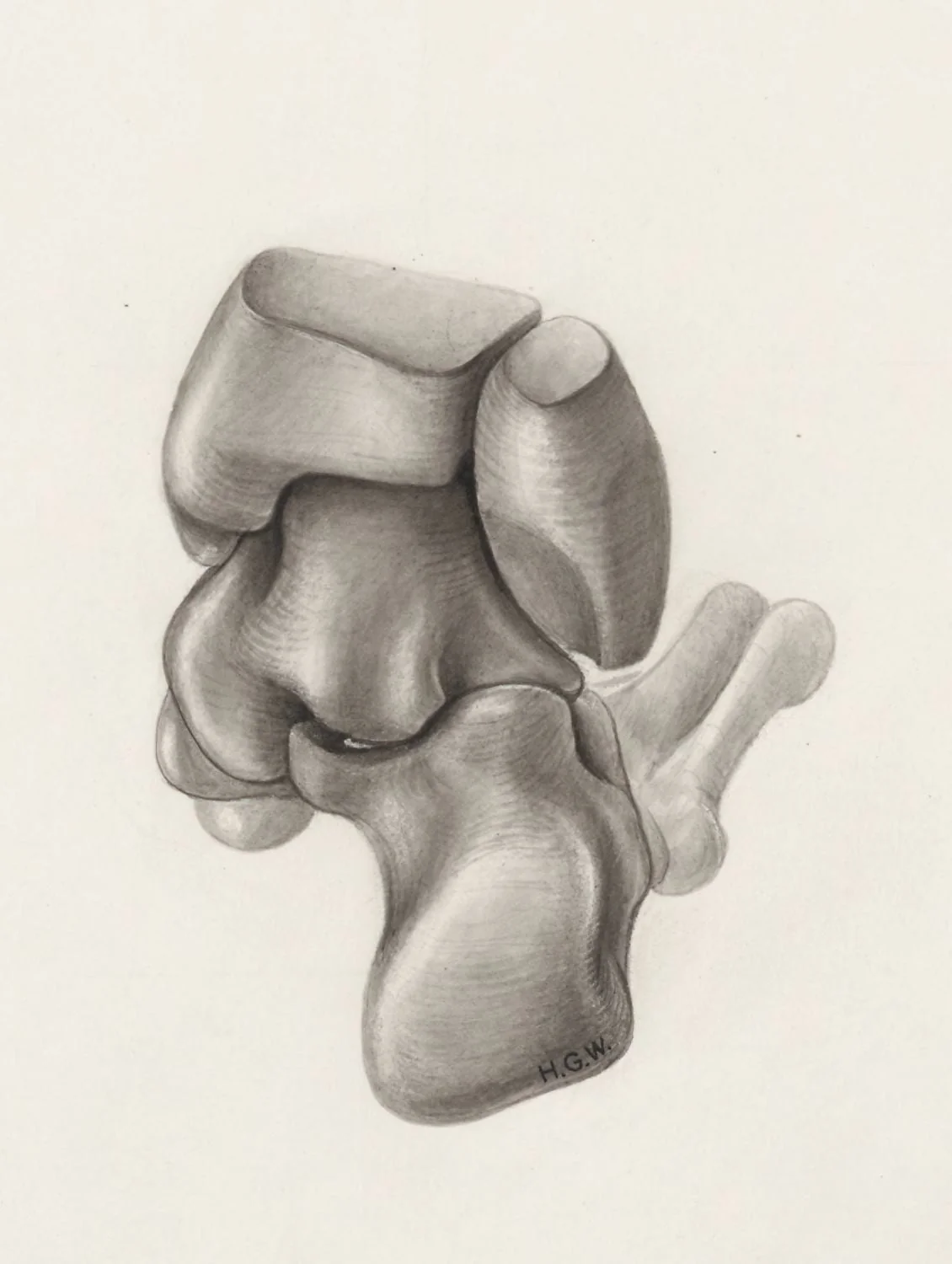 Musculoskeletal system of the lower extremity