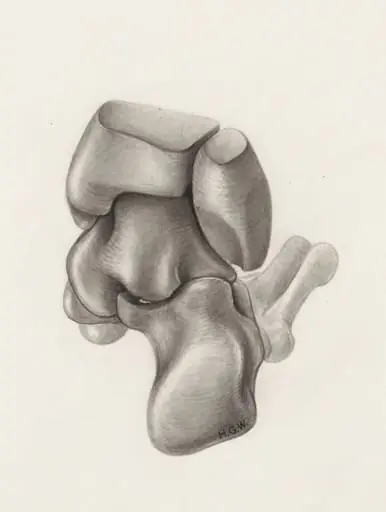 Musculoskeletal system of the lower extremity