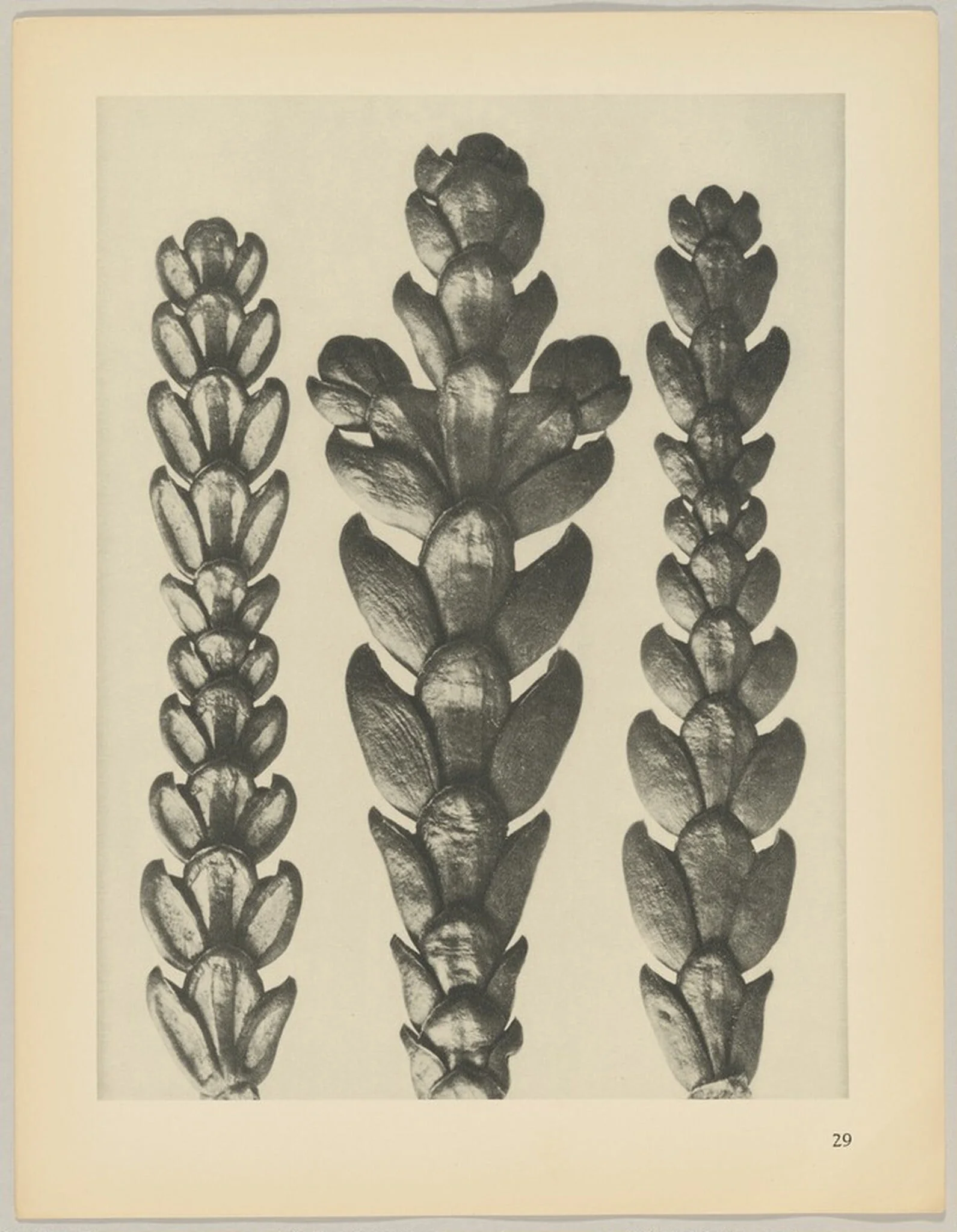 Thujopsis dolabrata