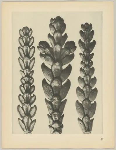 Thujopsis dolabrata