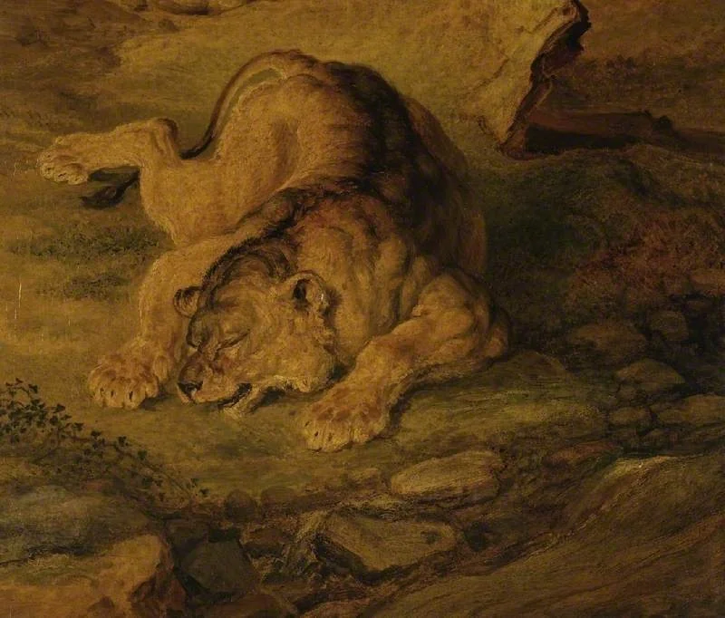 Sleeping lioness