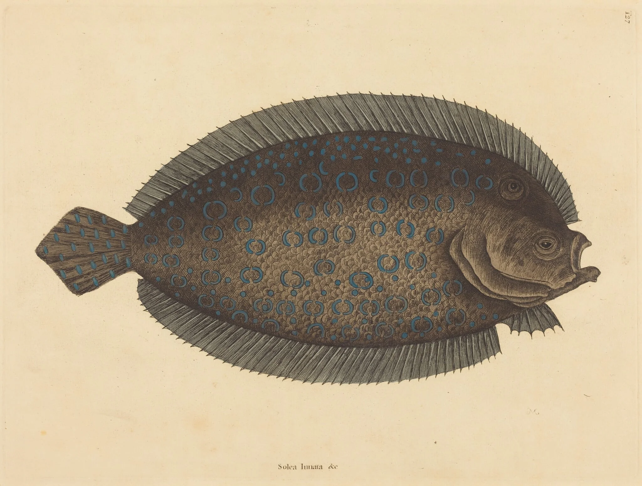 The Sole (Pleuronectes lunatus), by Mark Catesby, ink, 1737