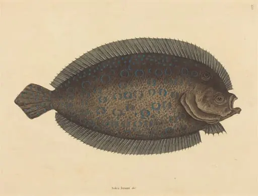 The Sole (Pleuronectes lunatus)