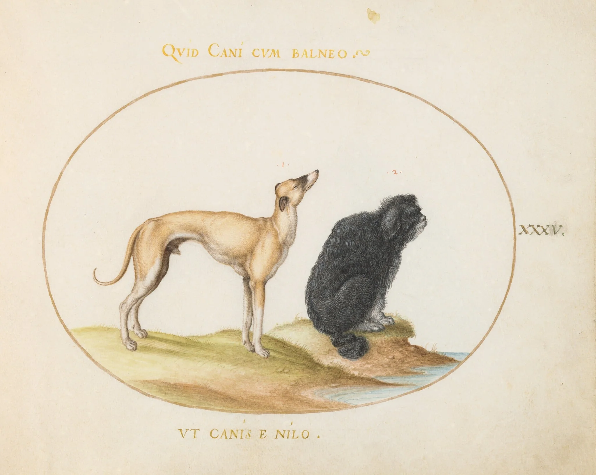 Plate 35: A Hound and a Water Spaniel, by Joris Hoefnagel, gouache, 1594