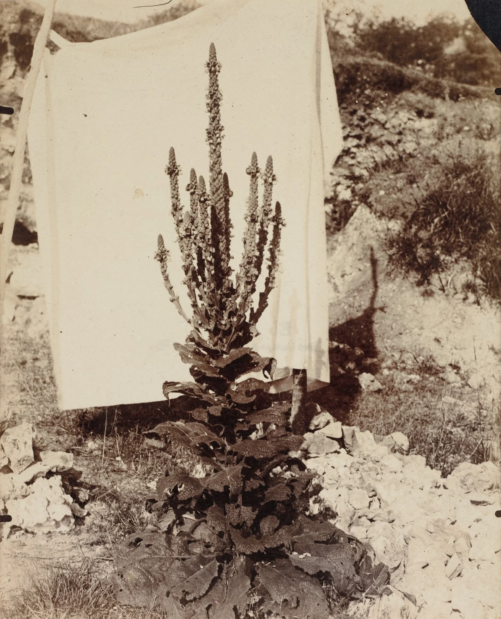 Mullein in Bloom, by Eugène Atget, 1898