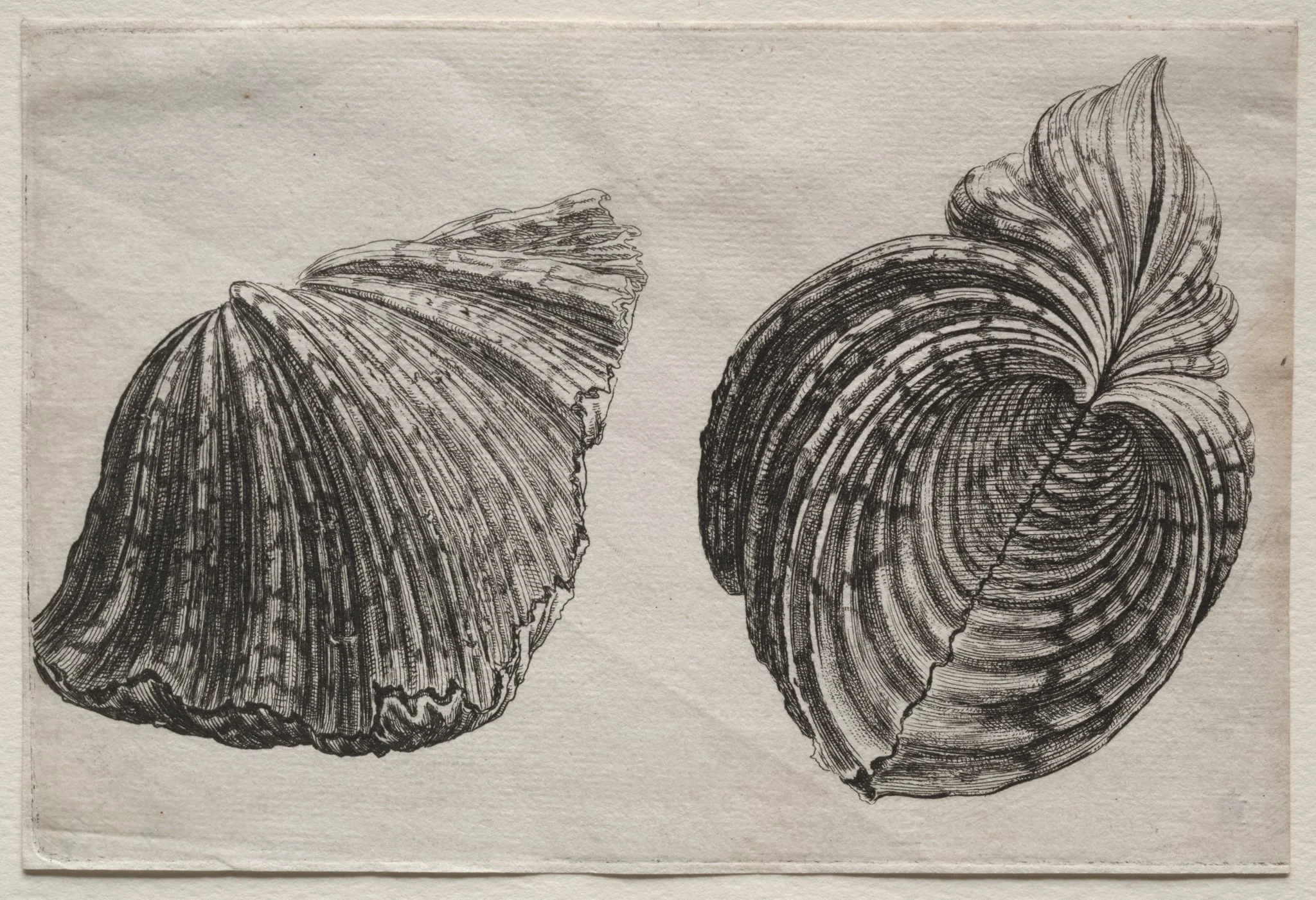 Shells:  Hippopus maculatus Lam, by Wenceslaus Hollar, 1644