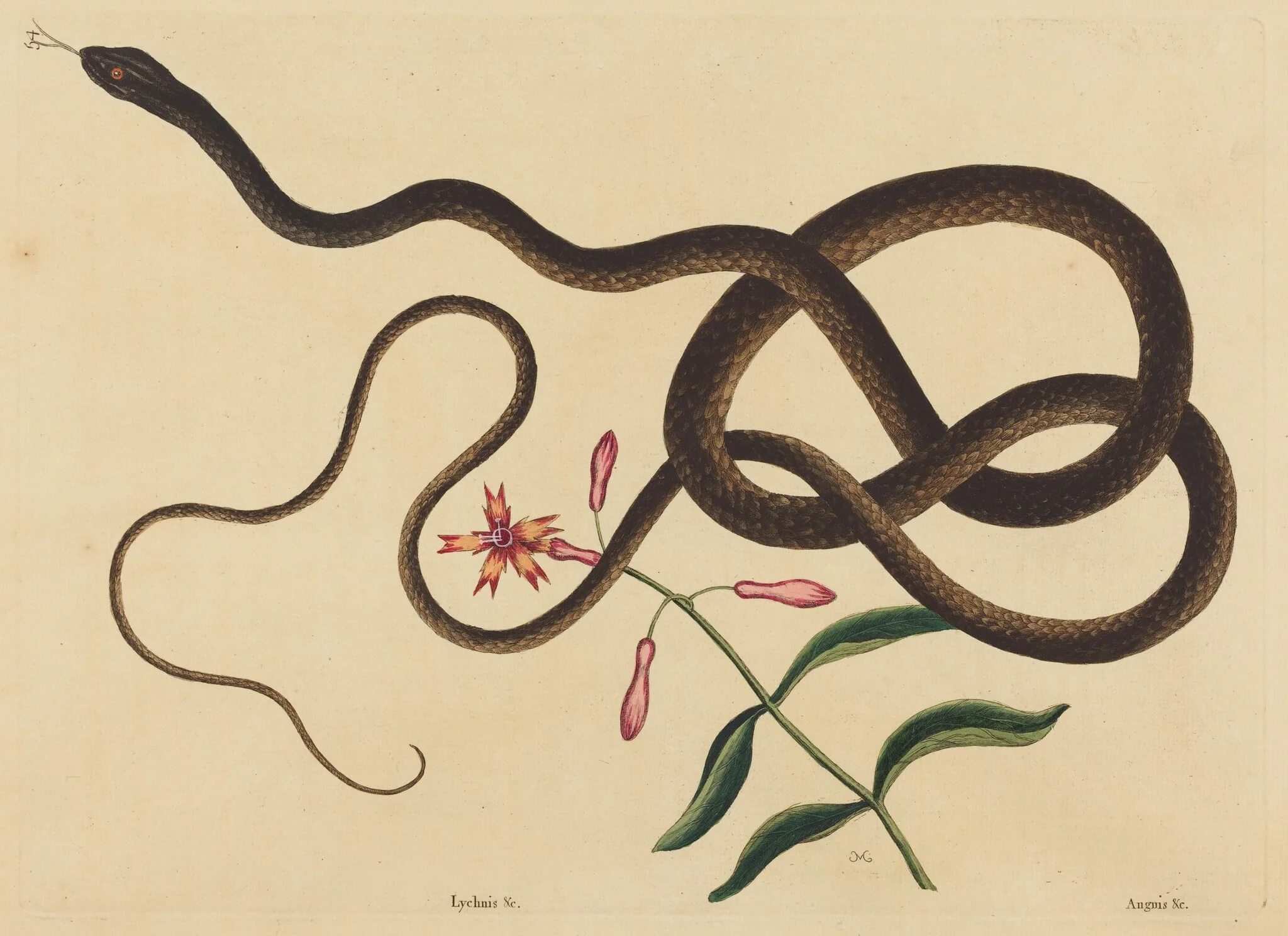 The Coach-Whip Snake (Coluber flagellum), by Mark Catesby, ink, 1737