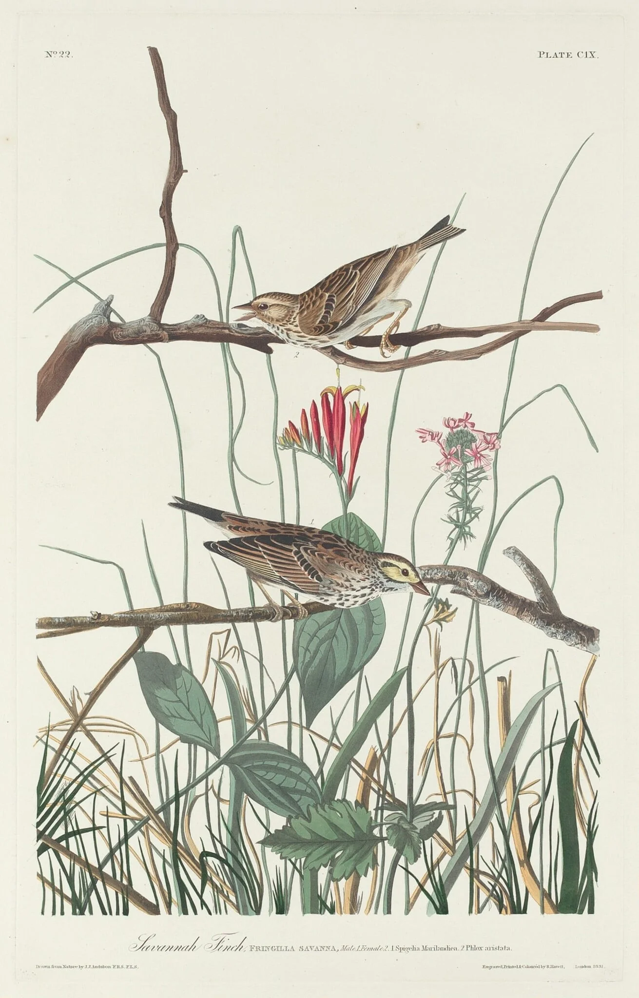 Savannah Finch, by Robert Havell Jr., ink, 1831