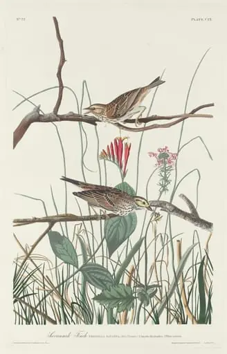 Savannah Finch